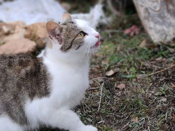 High angle view of cat looking away