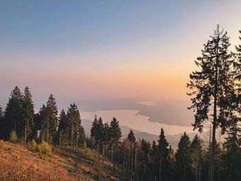 Scenic view of forest against sky during sunset