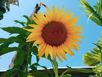 Close-up of sunflower against sky