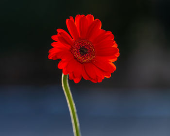 Close-up of red flower