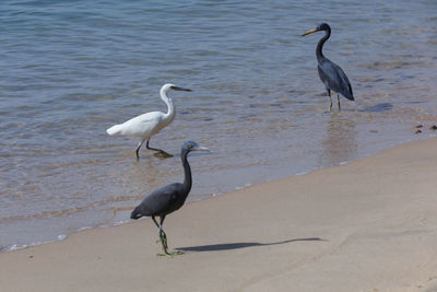 Birds perching on a beach