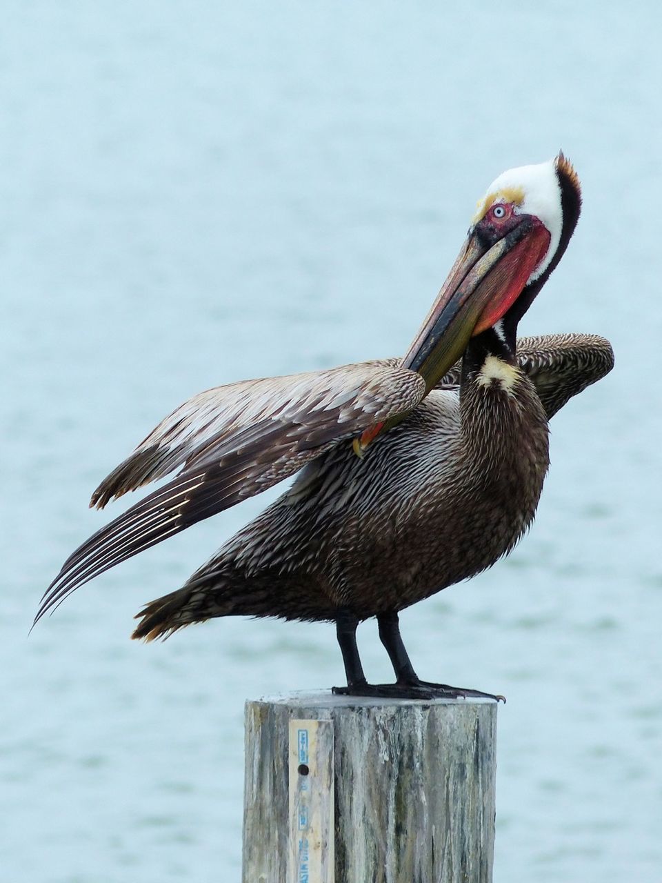 animal themes, one animal, animals in the wild, bird, wildlife, focus on foreground, perching, beak, seagull, close-up, spread wings, side view, nature, day, pelican, outdoors, wood - material, animal head, full length, wooden post