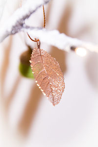 Close-up of frozen plant during winter