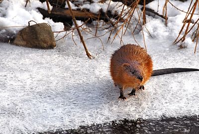 Close-up of animal on snow covered land