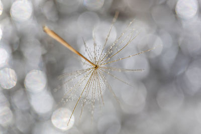 Macro shot of dandelion with water drops on it floating in the air. living in a harmony.