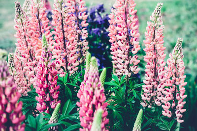 Close-up of pink flowering plants in garden