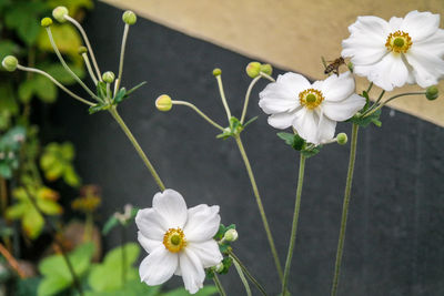 Close-up of white flowering plant