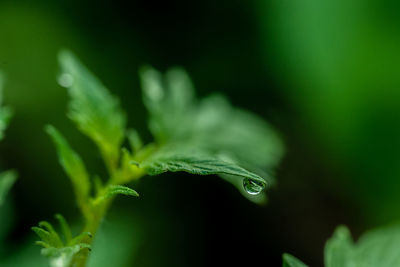 Close-up of wet plant