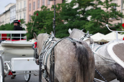 View of a horse cart