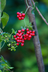 Close-up of red berries growing on tree