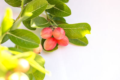 Close-up of fruits growing on plant against white background