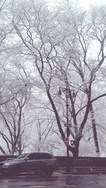 Bare trees against sky