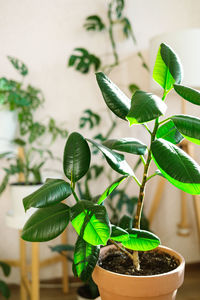 Close-up of small potted plant
