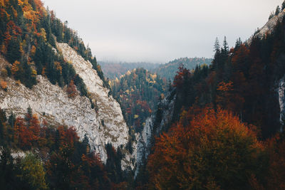 Trees in forest against sky during autumn