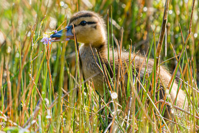 Duckling eating a flower