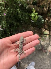 Gecko in a hand, lizard