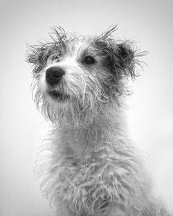 Jack russell terrier against white background