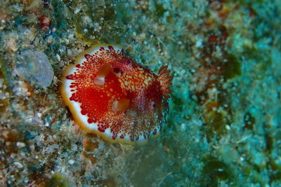 Close-up of fish in sea