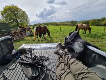 Horses on field