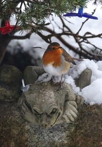 Bird perching on snow