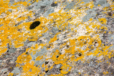 Full frame shot of lichen on rock