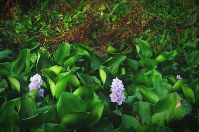 Close-up of flowers blooming outdoors