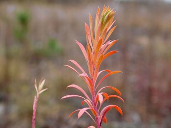 Close-up of plant