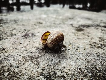 Close-up of snail on land