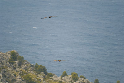 Bird flying over sea