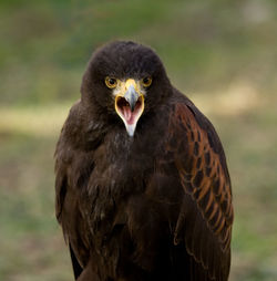 Close-up portrait of a bird