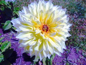 High angle view of yellow flowering plant
