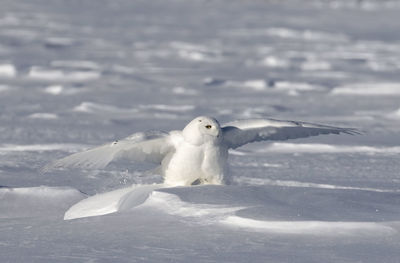 White bird on frozen lake during winter