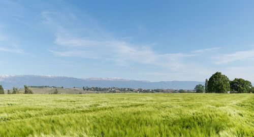 Scenic view of agricultural field against sky