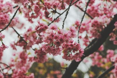 Low angle view of pink cherry blossoms blooming on tree branches 