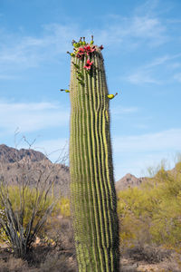 Closeup of saguaro cactus with red fruit growing from sides instead of top due to climate crisis.