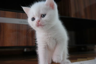 Portrait of white cat sitting at home