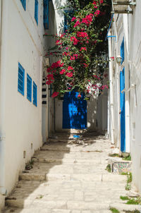 Flowers on building exterior