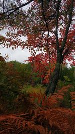 Trees in forest