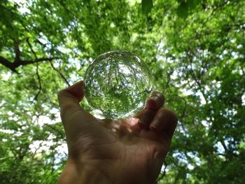 Low angle view of person holding leaf against trees