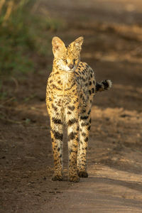 Close-up of a cat on a field