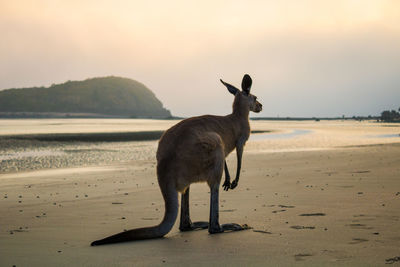 Kangaroo on the beach in the morning