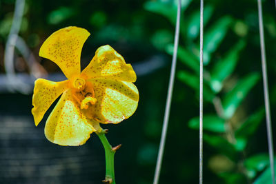 Close-up of yellow flowering plant