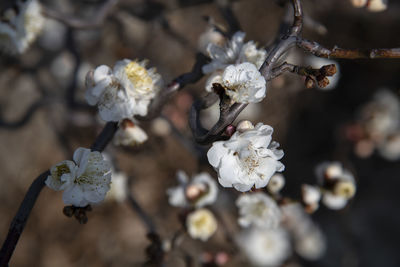 Close-up of white cherry blossom tree