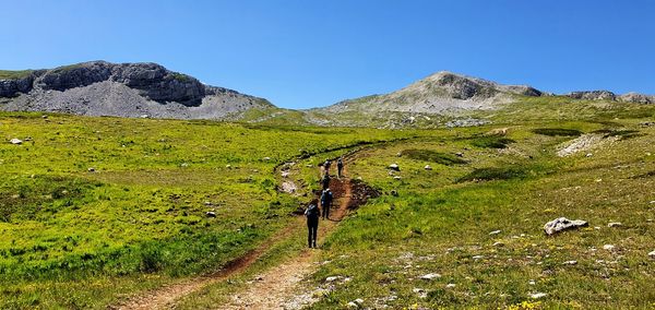 Scenic view of field against clear sky