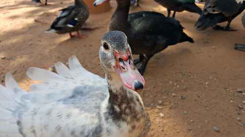 Close-up of ducks on field