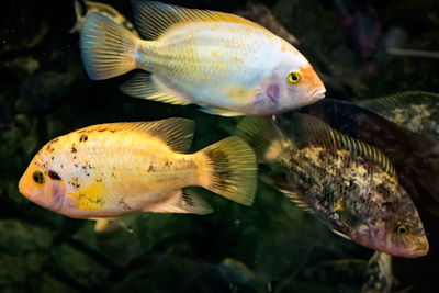 Close-up of fish swimming in aquarium