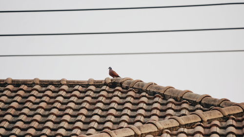 Low angle view of bird perching on roof against building