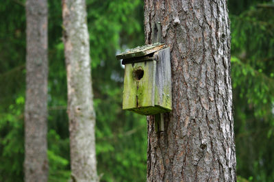 Close-up of birdhouse on tree trunk