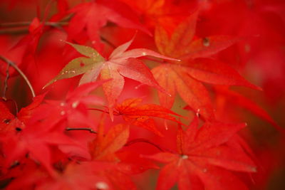 Full frame shot of red maple leaves