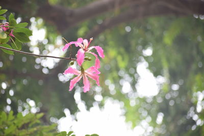 Close-up of pink cherry blossoms in spring